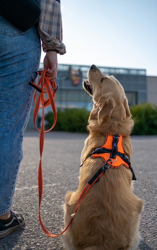 Zero DC Easy Peasy Royal koiran valjaat, neonvihreä