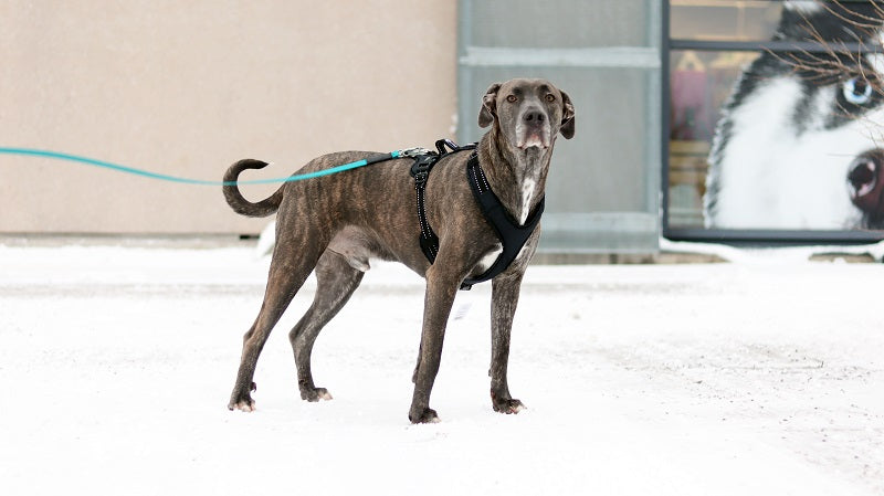 Zero DC Easy Peasy Royal koiran valjaat, violetti