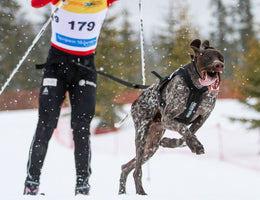 Koira juoksee koirahiihtokilpailussa
