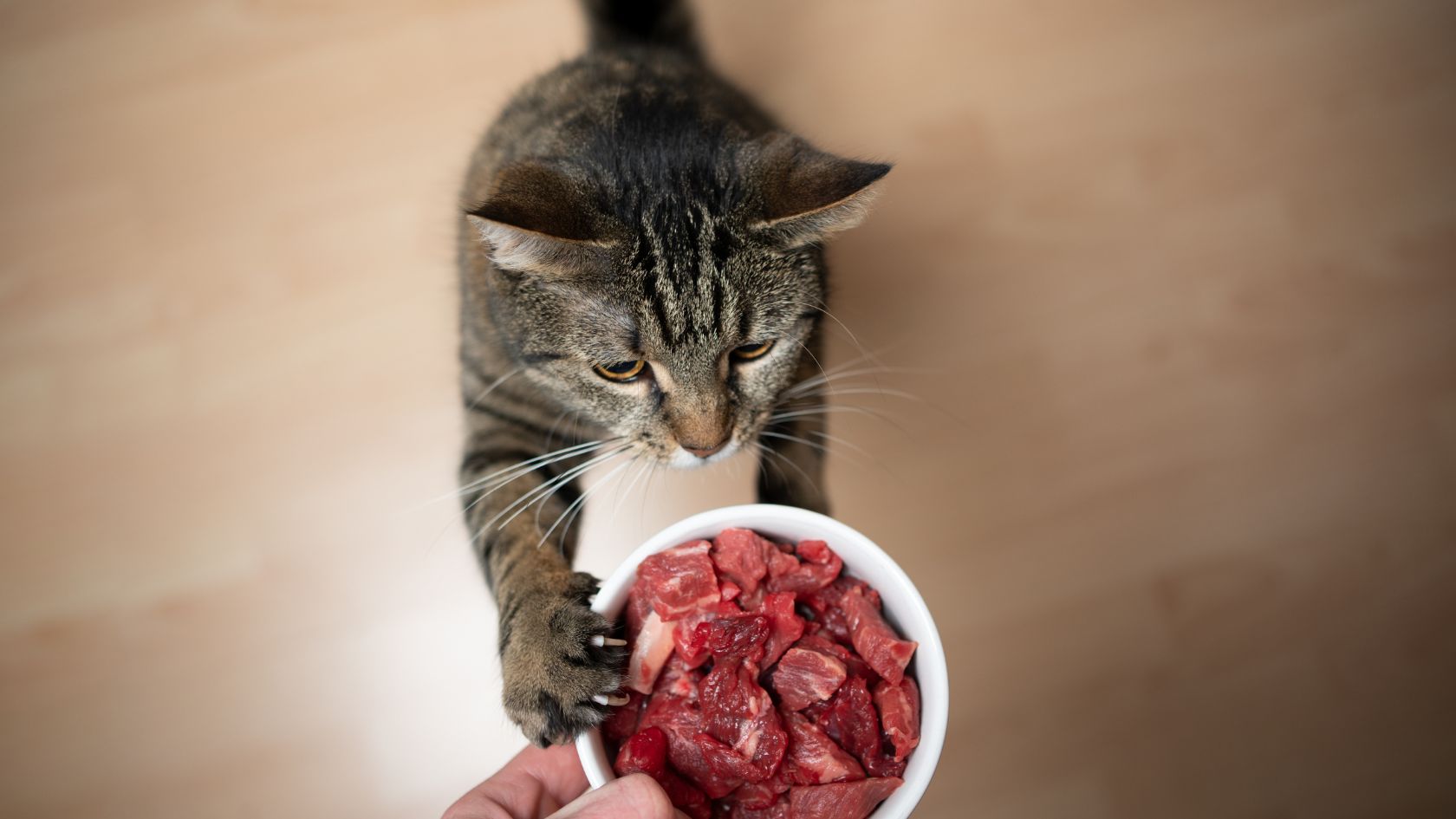 Kissa ja kupillinen raakaa lihaa