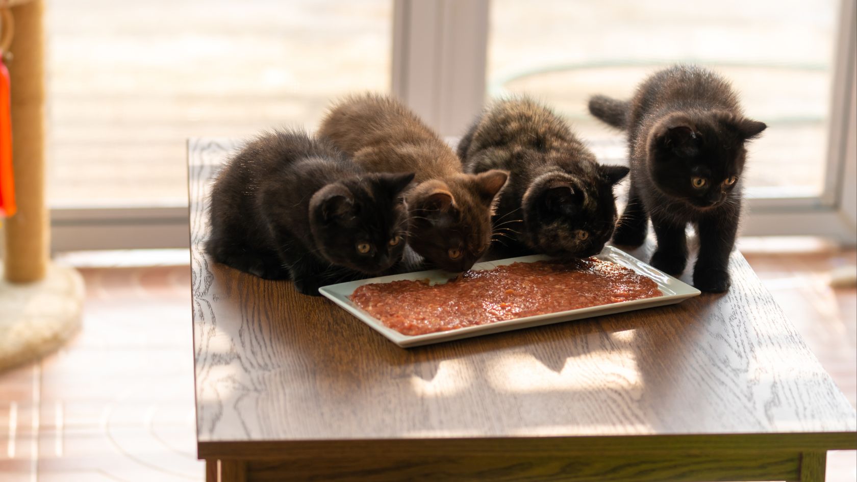 Neljä mustaa kissanpentua syömässä lihaa