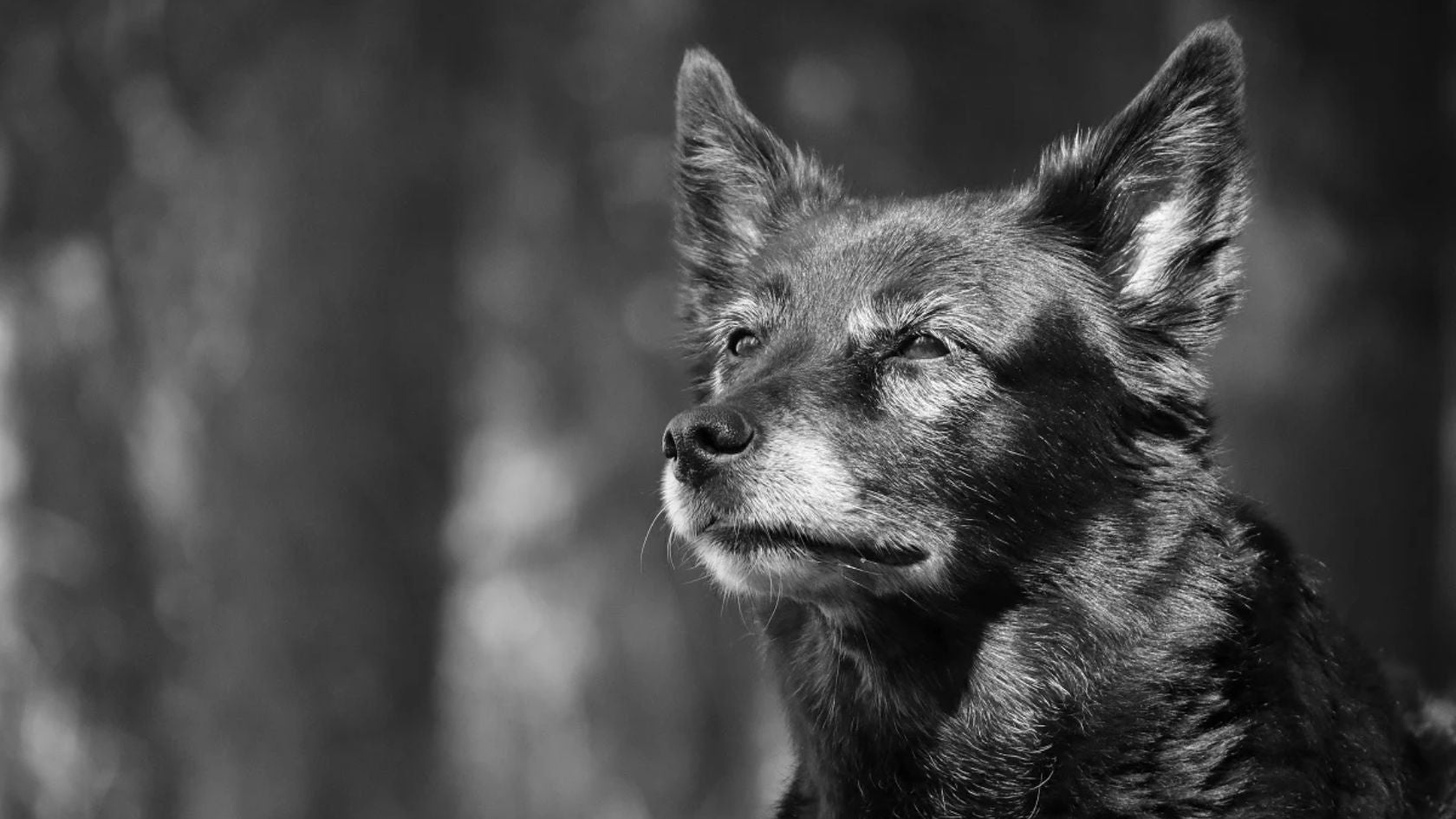 Harmaantunut seniorikoira