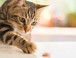 Kissa tavoittelee lihanpalaa