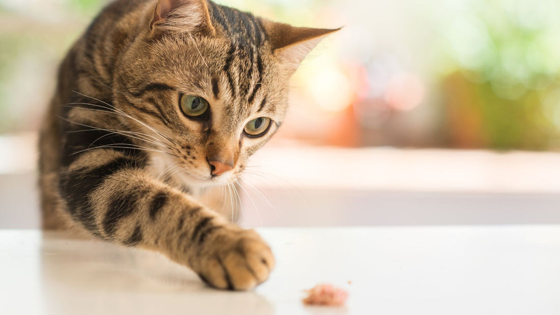 Kissa tavoittelee lihanpalaa