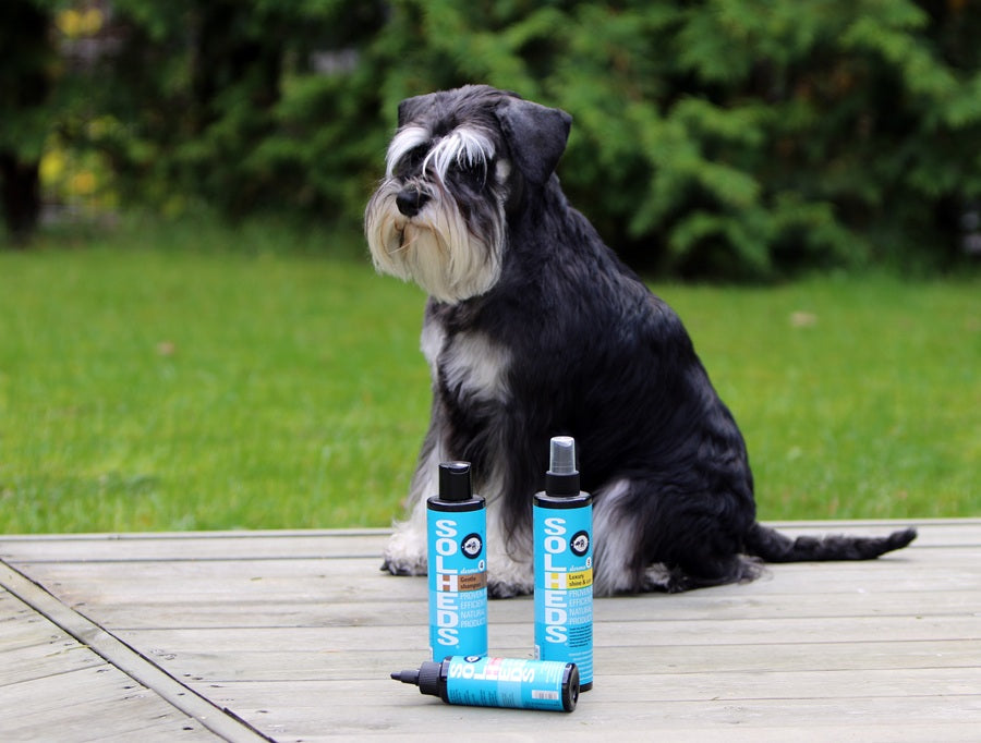 Koiran ihon, turkin ja tassujen hoito kesällä