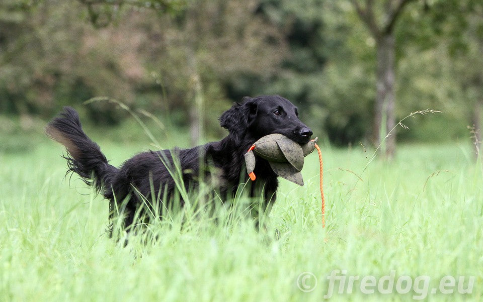 Firedog