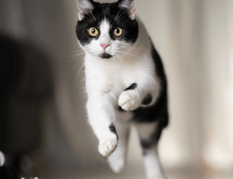 Tarjoukset kissoille