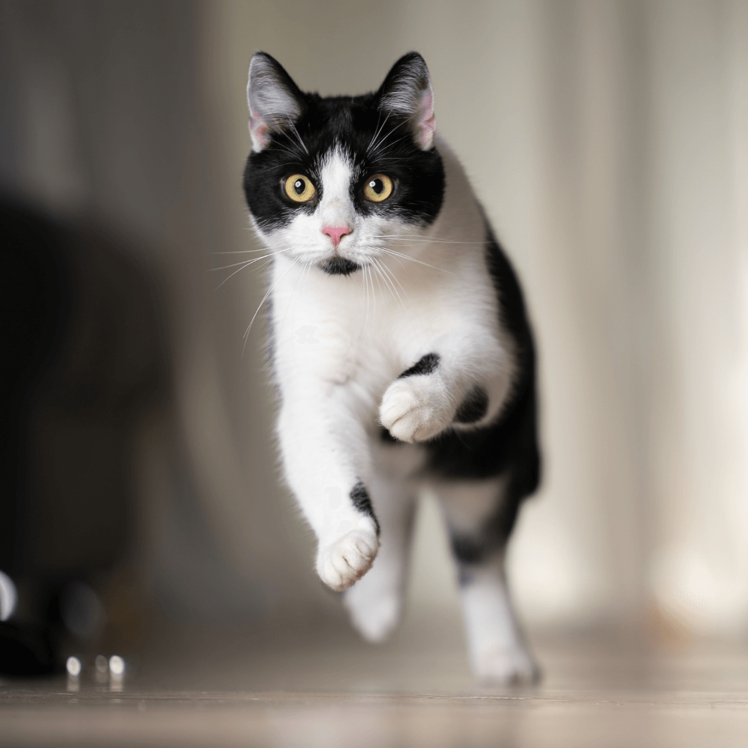 Tarjoukset kissoille