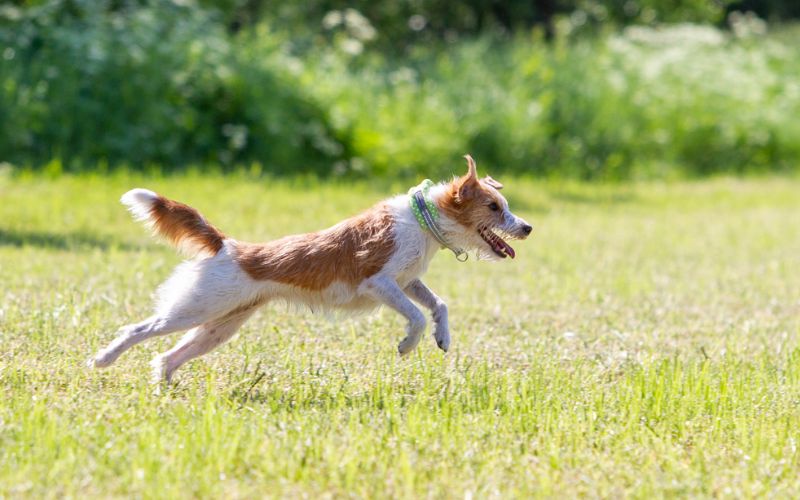 Kusse&Kutta
