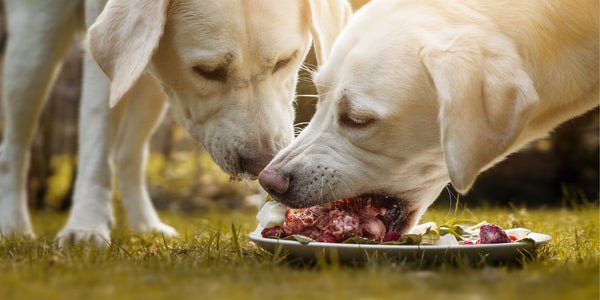 Koiran raaka-ateriat