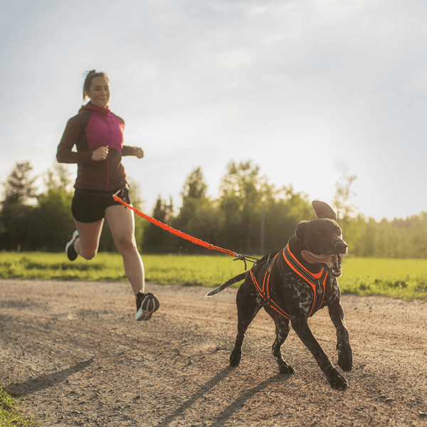 Koiran ulkoilutuotteet