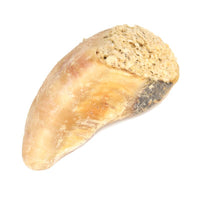 ChillDay Täytetty sorkka naudan keuhkolla