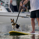 Pieni koira ja mies sup-lautailemassa.