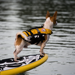 Ezydog koiran pelastusliivi