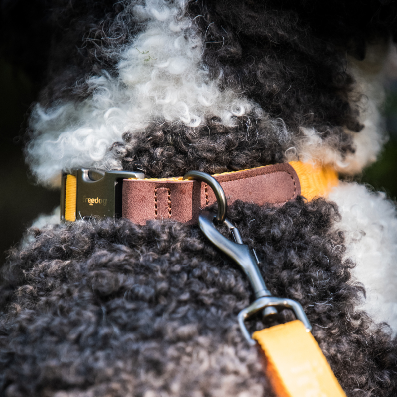 Freedog Linum Collar koiran kaulapanta, keltainen