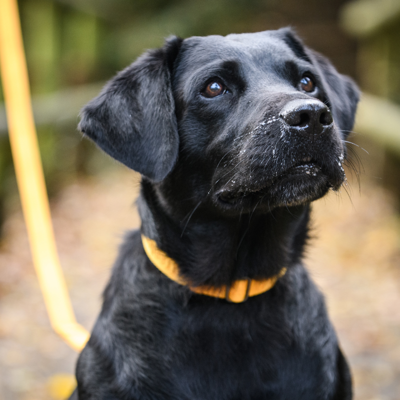 Freedog Linum Collar koiran kaulapanta, keltainen