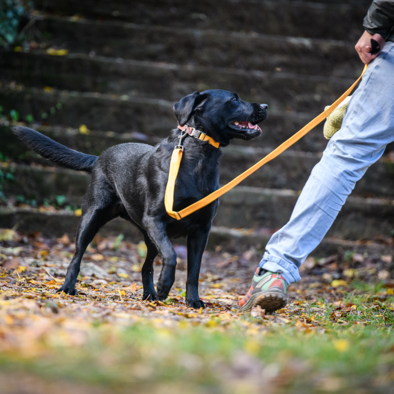 Freedog Linum Collar koiran kaulapanta, keltainen