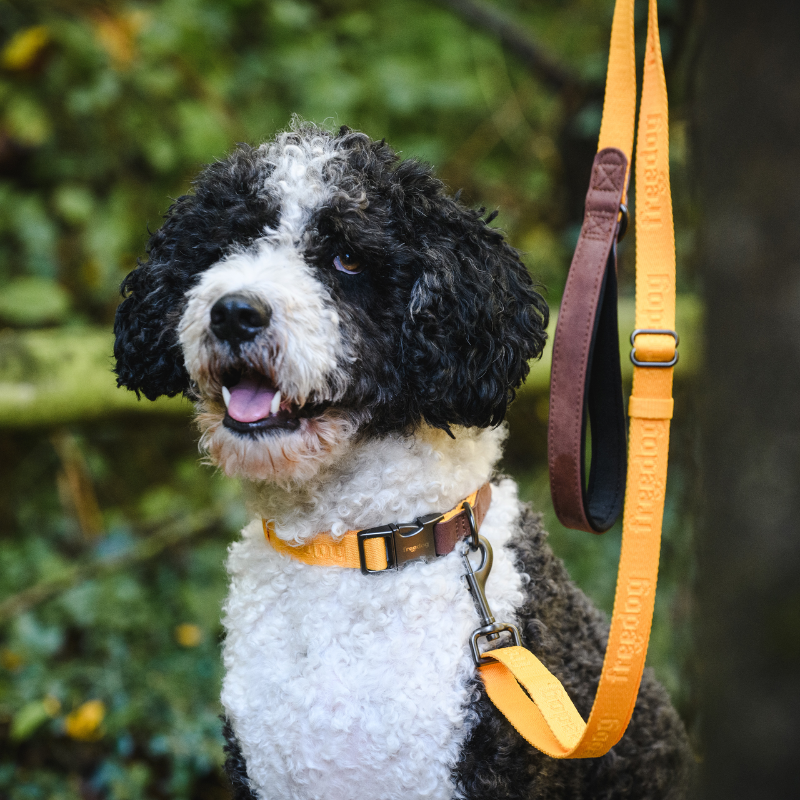Freedog Linum Collar koiran kaulapanta, keltainen