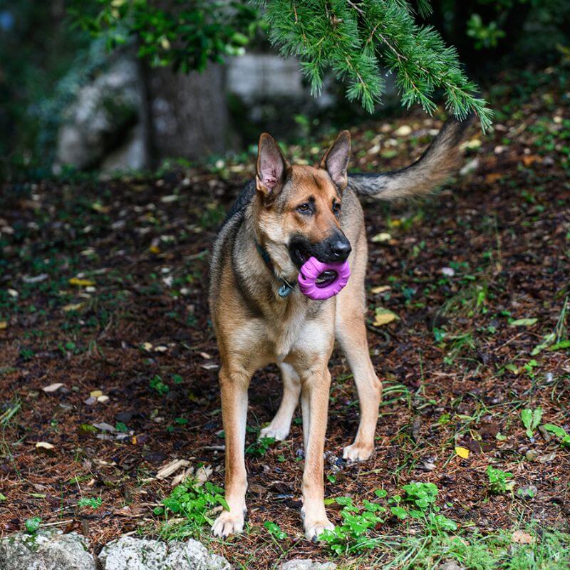 Freedog Rubber Snack aktivointilelu rengas, violetti