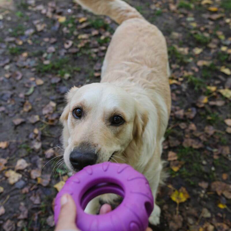 Freedog Rubber Snack aktivointilelu rengas, violetti
