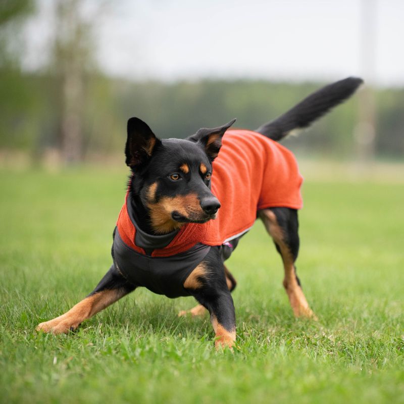 Koira leikkii ulkona nurmikolla oranssi JumppaPomppa koiran fleecepaita päällä.