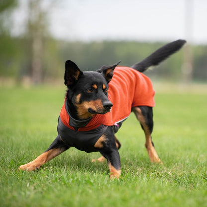 Koira leikkii ulkona nurmikolla oranssi JumppaPomppa koiran fleecepaita päällä.