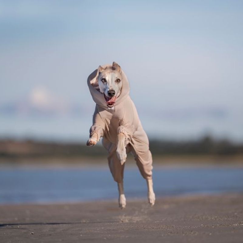 Non-stop dogwear Trail quest fleece overall sand