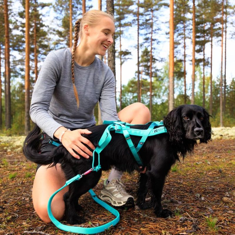Non-stop dogwear Bungee leash joustotalutin, aqua