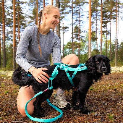 Non-stop dogwear Bungee leash joustotalutin, aqua