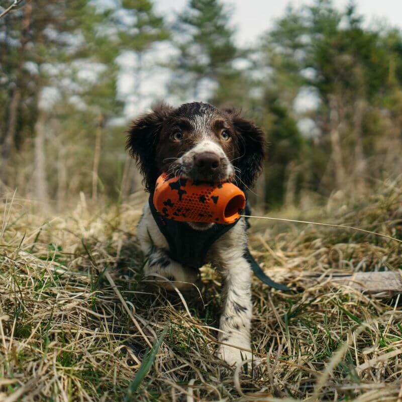 Non-stop dogwear Dog throw toy heittolelu, musta-oranssi