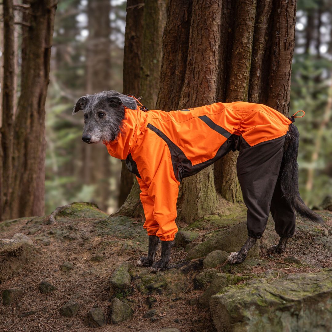 Iso harmaa karkeakarvainen koira seisoo metsässä kivien päällä puun juurella oranssi-musta sadehaalari päällä.