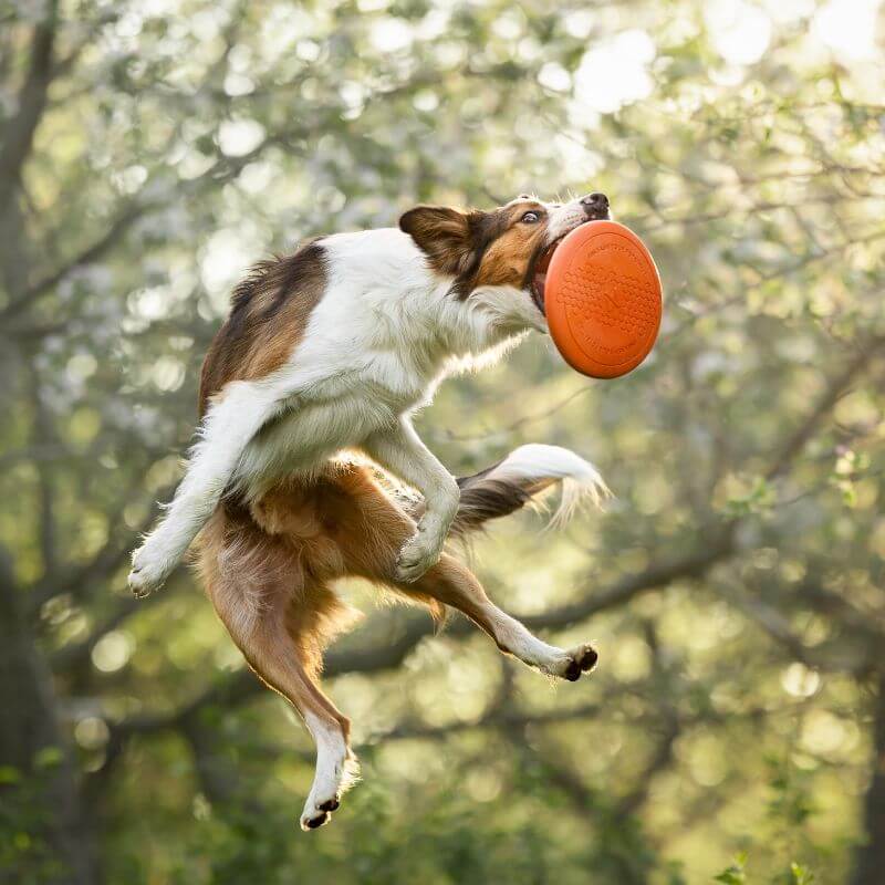 Non-stop dogwear Dog flying disc frisbee, oranssi-musta