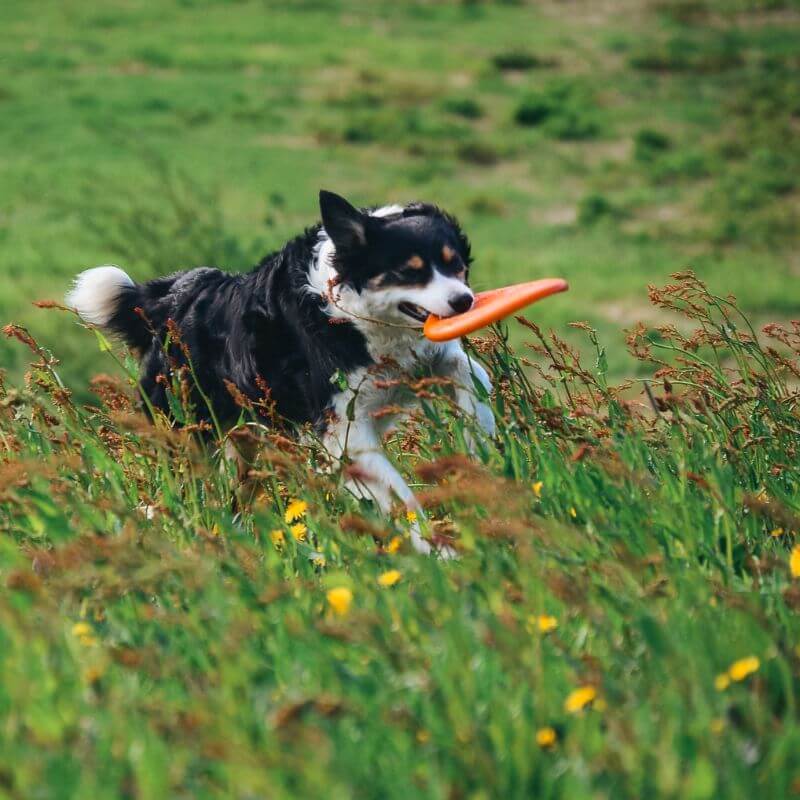 Non-stop dogwear Dog flying disc frisbee, oranssi-musta
