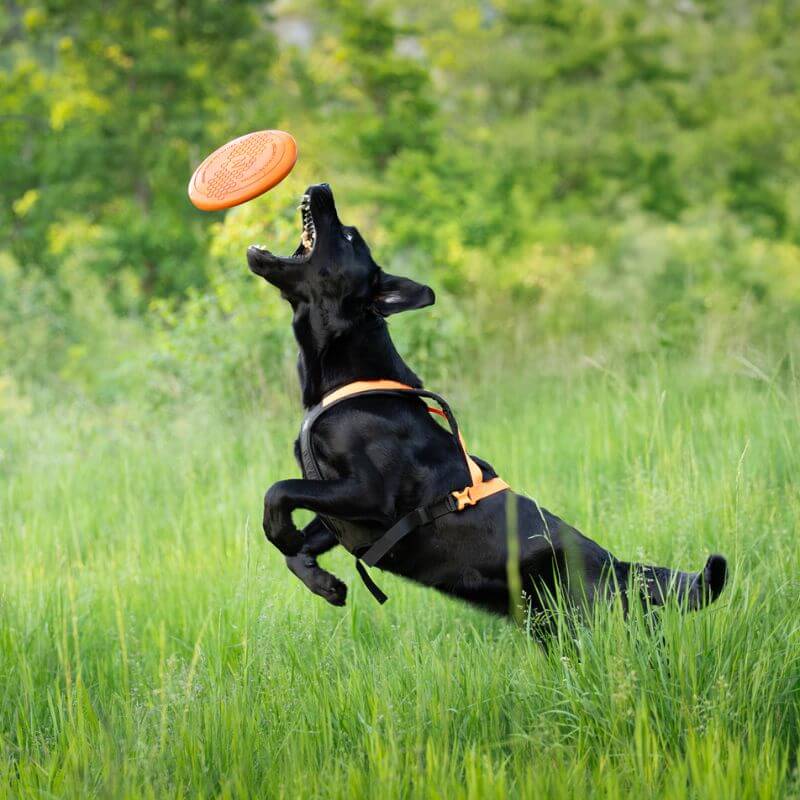Non-stop dogwear Dog flying disc frisbee, oranssi-musta