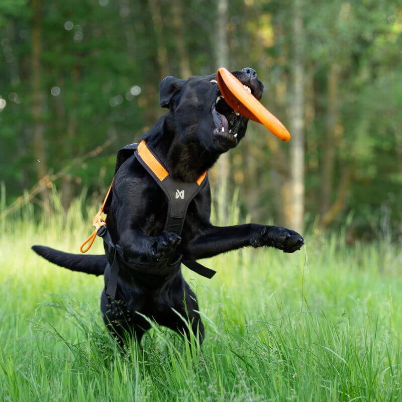 Non-stop dogwear Dog flying disc frisbee, oranssi-musta