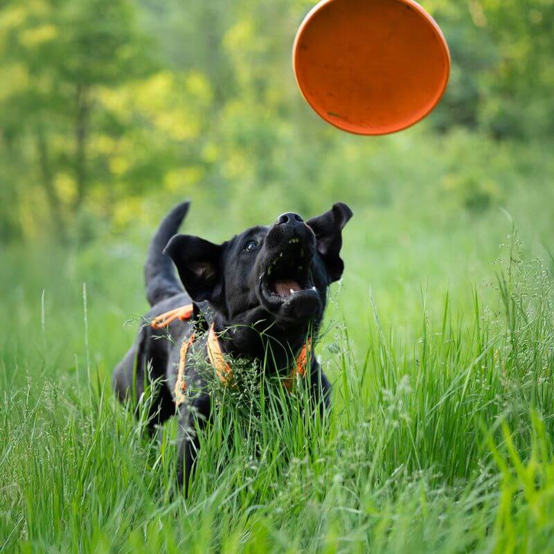 Non-stop dogwear Dog flying disc frisbee, oranssi-musta