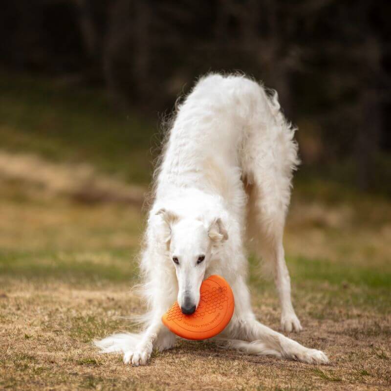 Non-stop dogwear Dog flying disc frisbee, oranssi-musta