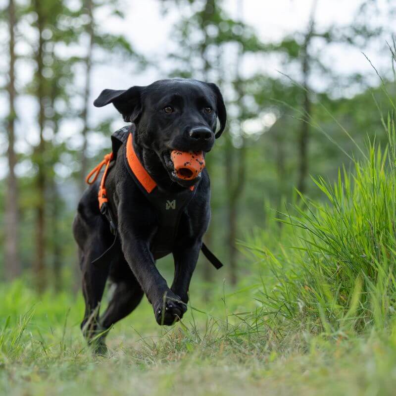 Non-stop dogwear Dog throw toy heittolelu, musta-oranssi