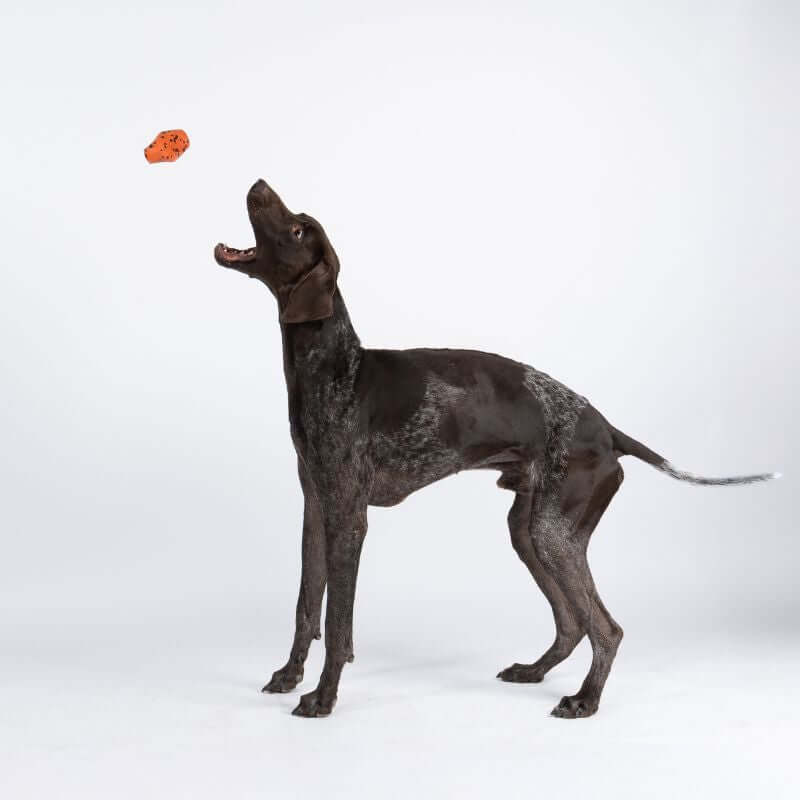 Non-stop dogwear Dog throw toy heittolelu, musta-oranssi