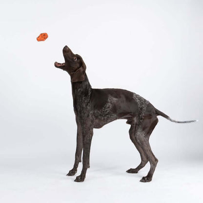 Non-stop dogwear Dog throw toy heittolelu, musta-oranssi
