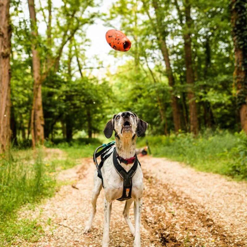 Non-stop dogwear Dog throw toy heittolelu, musta-oranssi
