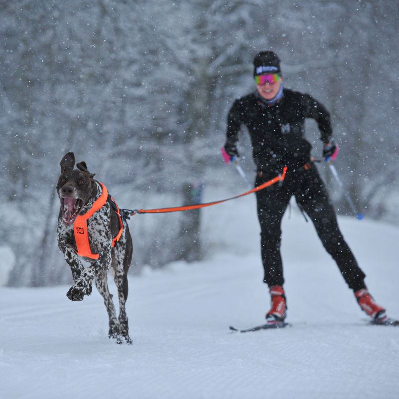 Non-stop dogwear Løype belt pro, musta