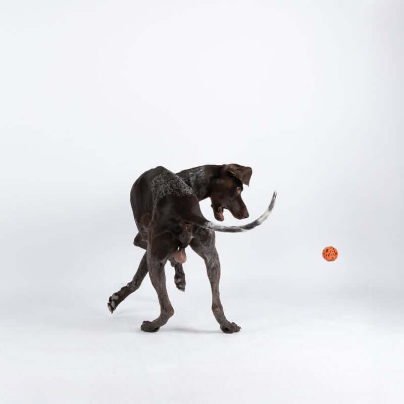 Non-stop dogwear Dog Ball koiran pallo