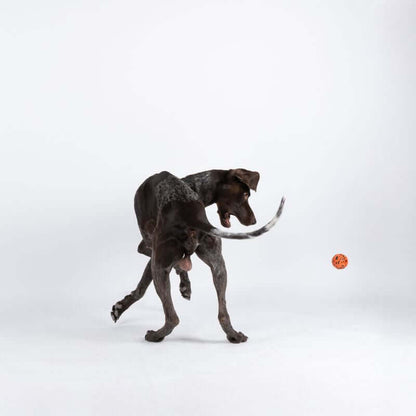 Non-stop dogwear Dog Ball koiran pallo
