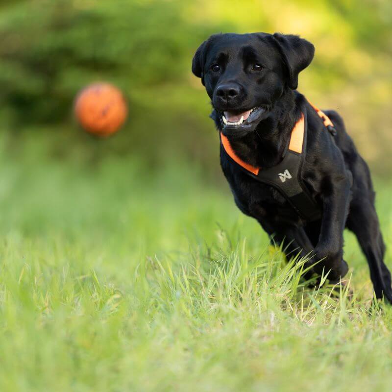 Non-stop dogwear Dog Ball koiran pallo