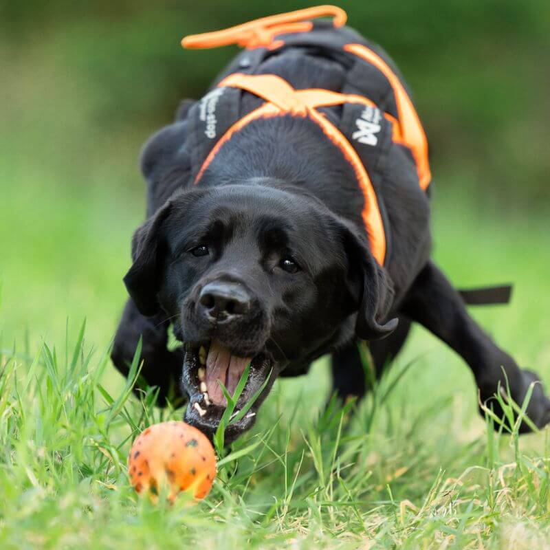 Non-stop dogwear Dog Ball koiran pallo