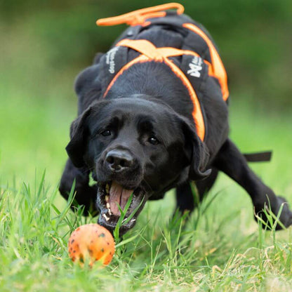 Non-stop dogwear Dog Ball koiran pallo