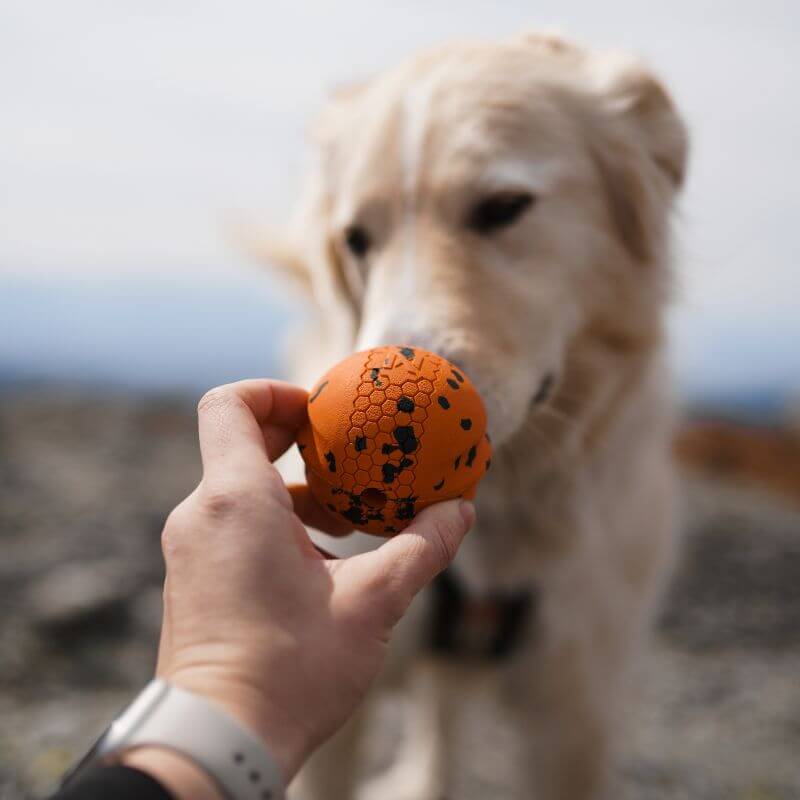 Non-stop dogwear Dog Ball koiran pallo