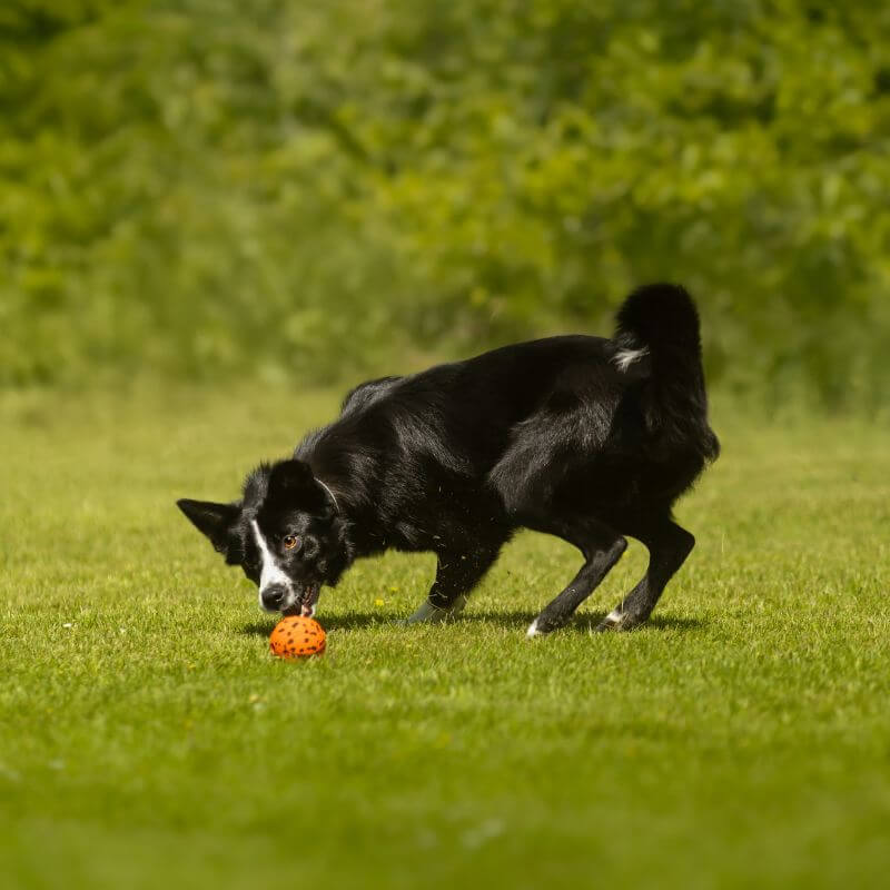 Non-stop dogwear Dog Ball koiran pallo