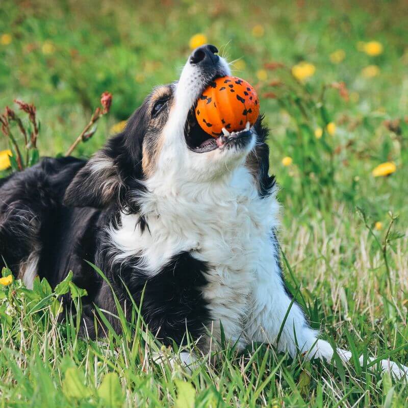 Non-stop dogwear Dog Ball koiran pallo